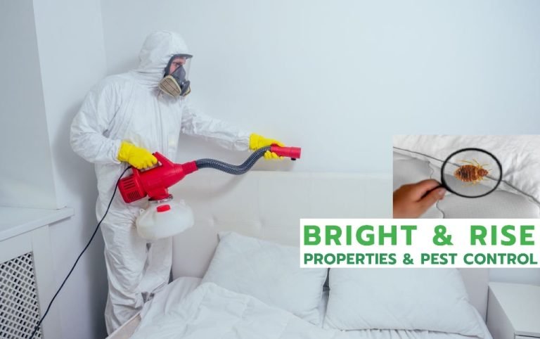 “bed Bugs Control In Abu Dhabi A Simple Guide To Effective Control” Bright Rise Pest Control